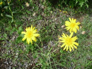 LA Foux Dallos 021